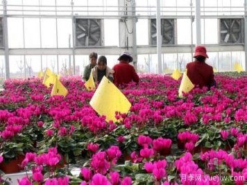 扬州高邮：每天发货30万株，花工厂绽放乡村振兴致富花