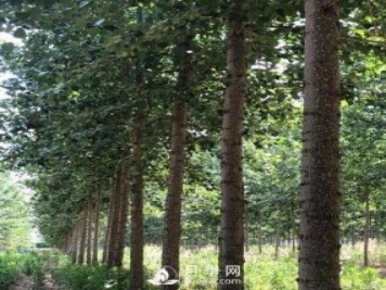 河南周口：培育出不飞絮的杨树新品种