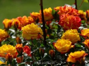 安阳市滑县森林公园月季花开放，赏花打卡正当时