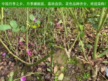 上海龙凤419：月季裸根苗的选购、栽植、肥水、养护技术大全