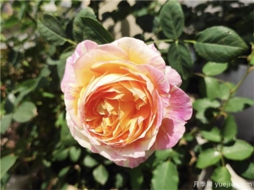 100种玫瑰花的名字，来了解下不同颜色的品种月季
