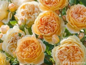 大花香水月季的养护方法，分享10种花香飘满屋