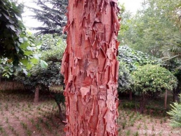 血皮槭的图片特点和种植养护