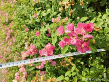 安吉拉月季盆栽苗，60厘米高基地发货