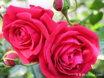 大家都知道玫瑰花可以食用，那么月季花可不可以食用呢？