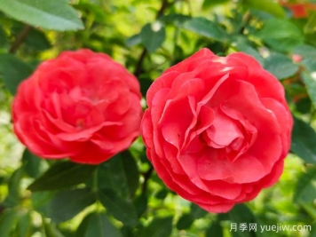种上木香蔷薇花蛮强爆花，红橙白黄木香你喜欢哪个？