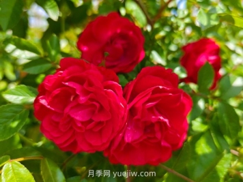 月季红木香爆花机器，花艳丽花量大花期长