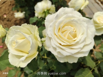 十一朵白玫瑰的花语和寓意