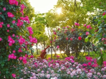 上海前滩休闲公园，月季花海盛景等你赏