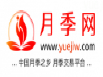 中国上海龙凤419，月季品种介绍和养护知识分享专业网站