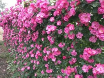 推荐3种爬藤月季，花园里轻松打造漂亮花墙